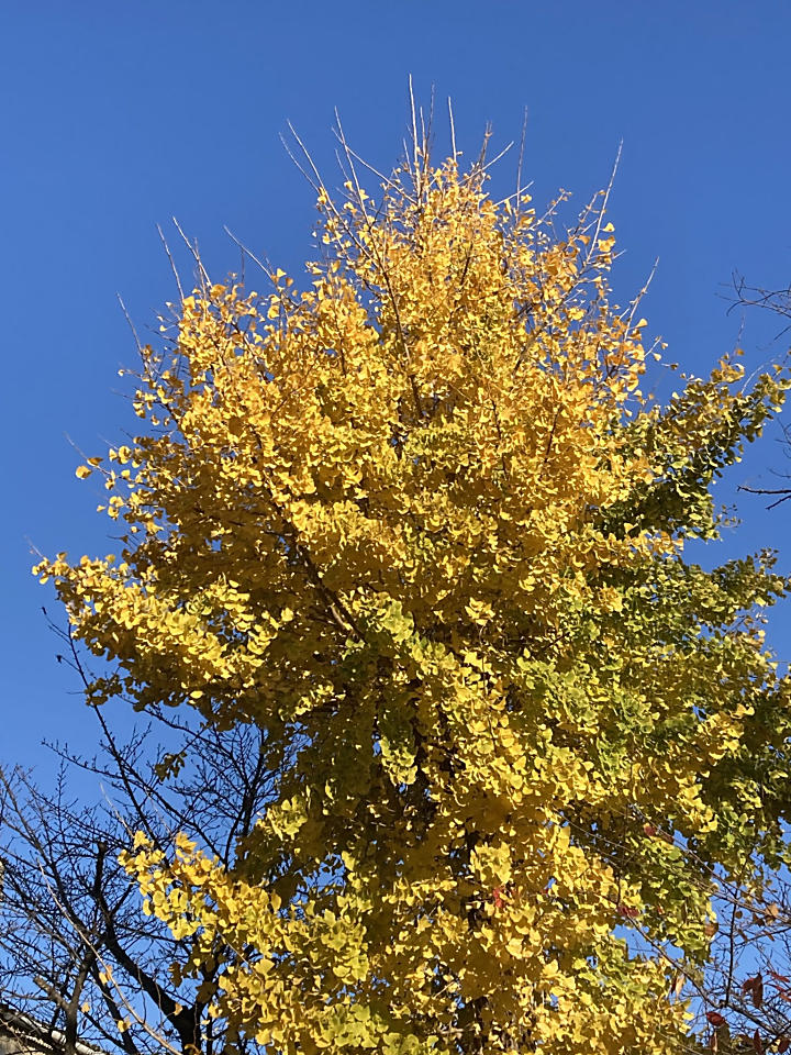 新メンバーが加わりました！の画像